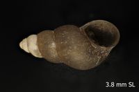 To ANSP Malacology Collection in GBIF (catalog no. 163888)