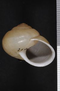 To ANSP Malacology Collection in GBIF (catalog no. 62411)