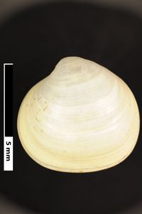 To ANSP Malacology Collection in GBIF (catalog no. 86266)