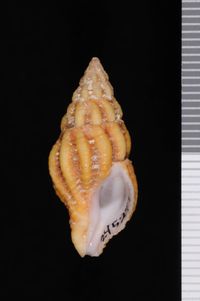 To ANSP Malacology Collection in GBIF (catalog no. 245297)