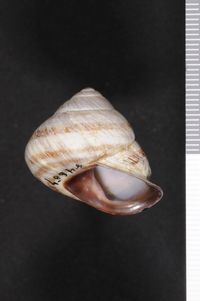 To ANSP Malacology Collection in GBIF (catalog no. 84657)
