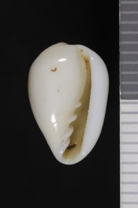 To ANSP Malacology Collection in GBIF (catalog no. 29200)