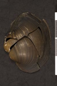 To ANSP Malacology Collection in GBIF (catalog no. 41262)