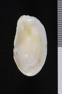 To ANSP Malacology Collection in GBIF (catalog no. 190955)