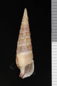 To ANSP Malacology Collection in GBIF (catalog no. 99411)