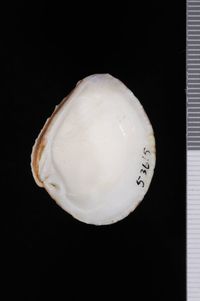 To ANSP Malacology Collection in GBIF (catalog no. 53615)