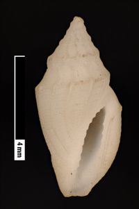 To ANSP Malacology Collection in GBIF (catalog no. 15651)