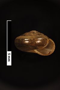 To ANSP Malacology Collection in GBIF (catalog no. 56975)