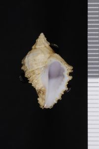 To ANSP Malacology Collection in GBIF (catalog no. 197054)