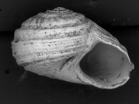 To ANSP Malacology Collection in GBIF (catalog no. 76483)