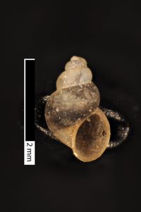 To ANSP Malacology Collection in GBIF (catalog no. 62670)