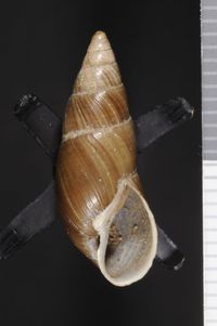 To ANSP Malacology Collection in GBIF (catalog no. 60841)