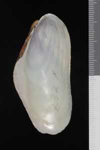 To ANSP Malacology Collection in GBIF (catalog no. 218956)