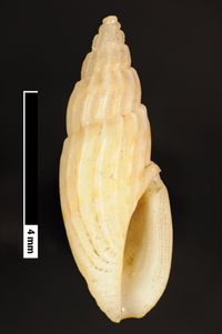 To ANSP Malacology Collection in GBIF (catalog no. 155211)