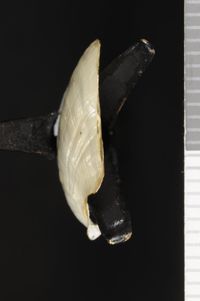 To ANSP Malacology Collection in GBIF (catalog no. 20693)