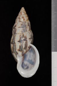 To ANSP Malacology Collection in GBIF (catalog no. 179981)