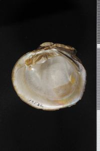 To ANSP Malacology Collection in GBIF (catalog no. 127582)