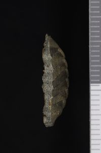 To ANSP Malacology Collection in GBIF (catalog no. 67525)