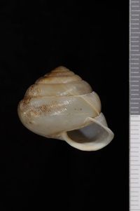 To ANSP Malacology Collection in GBIF (catalog no. 164579)