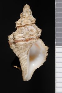 To ANSP Malacology Collection in GBIF (catalog no. 36102)