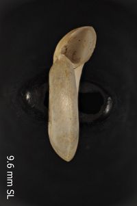 To ANSP Malacology Collection in GBIF (catalog no. 467584)