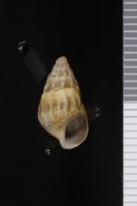 To ANSP Malacology Collection in GBIF (catalog no. 8760)