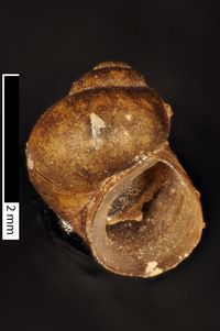 To ANSP Malacology Collection in GBIF (catalog no. 27779)