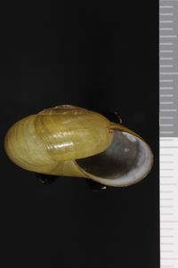 To ANSP Malacology Collection in GBIF (catalog no. 71367)