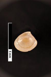 To ANSP Malacology Collection in GBIF (catalog no. 70522)