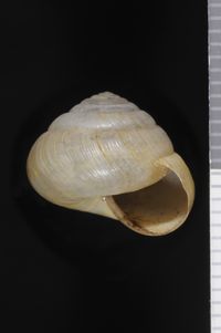 To ANSP Malacology Collection in GBIF (catalog no. 56943)