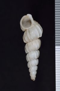 To ANSP Malacology Collection in GBIF (catalog no. 157987)