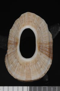 To ANSP Malacology Collection in GBIF (catalog no. 50291)