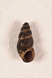 To ANSP Malacology Collection in GBIF (catalog no. 31176)