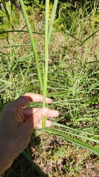 Rottboellia cochinchinensis (Lour.) Clayton by terragriwikwio1 on 1 March  2018