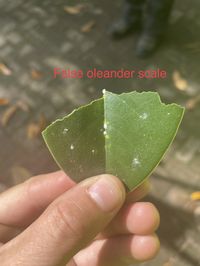 false oleander scale - Pseudaulacaspis cockerelli (Cooley)