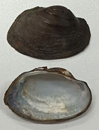 gbif image for Contradens contradens