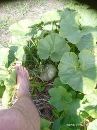 Image of Cucurbita pepo