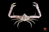 gbif image for Parthenope pourtalesii