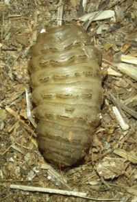 Hypoderme Bovis Hypoderma Bovis Hi Res Stock Photography And Images