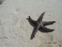 gbif image for Echinaster serpentarius