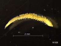 gbif image for Eteone heteropoda