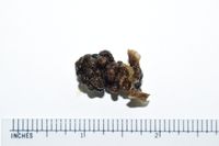 gbif image for Eunicea calyculata