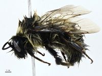 Polar Bumble Bee (Bombus polaris) · iNaturalist