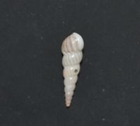 gbif image for Epitonium nautlae