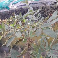 Image of pigeon pea