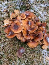 Image of enoki mushroom