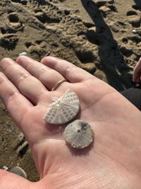 Common Sand Dollar (Echinarachnius parma) · iNaturalist