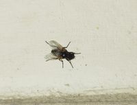 Common House Fly (Musca domestica) · iNaturalist