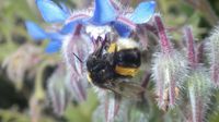 Bombus crotchii - Wikipedia