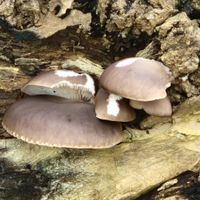 Image of oyster mushroom